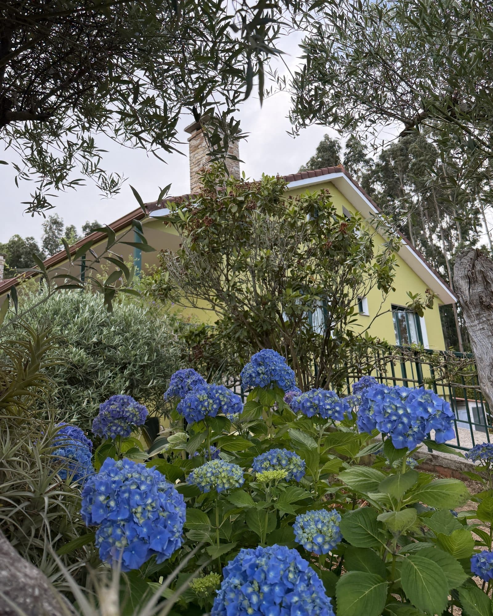 Fachada de Finca La Oliva entre hortensias azules y ramas de olivo