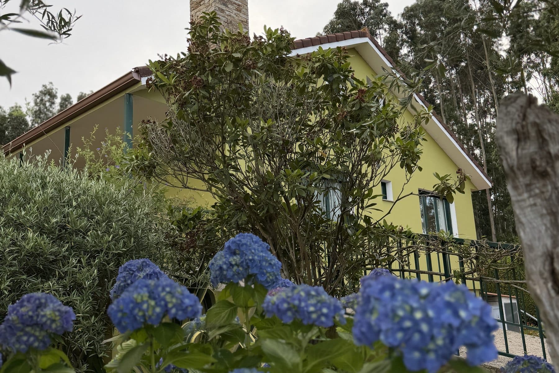 La casa vista entre hortensias azules y ramas de olivo