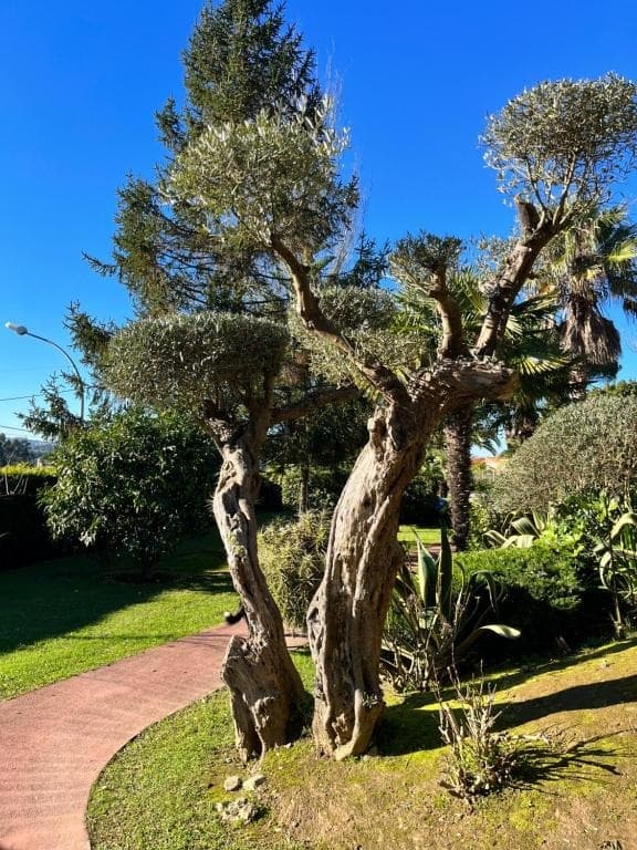 Olivo centenario en el jardín de Finca La Oliva