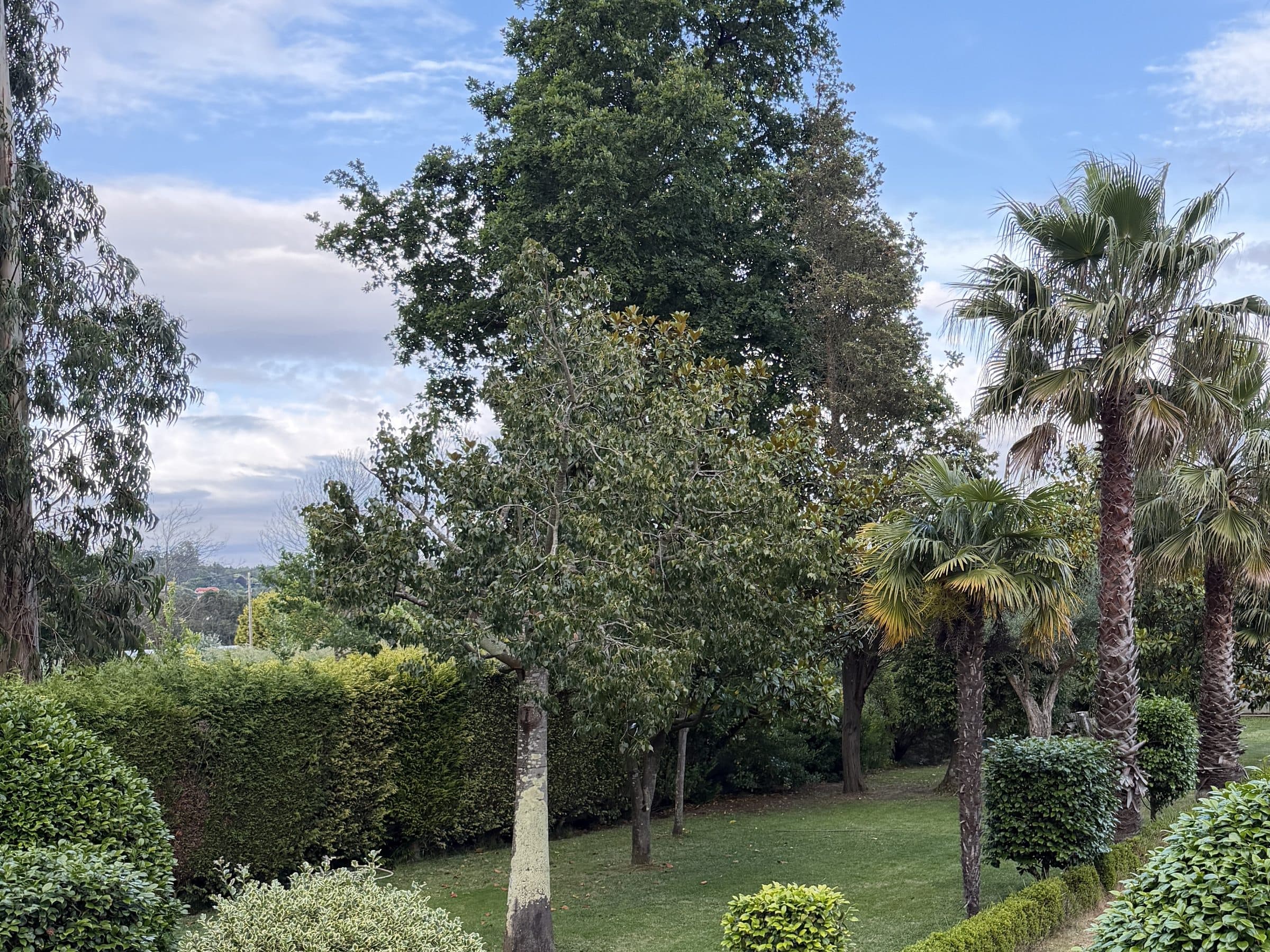 Jardín de Finca La Oliva con césped, palmeras y hortensias